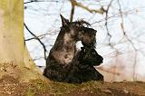 SCOTTISH TERRIER 086